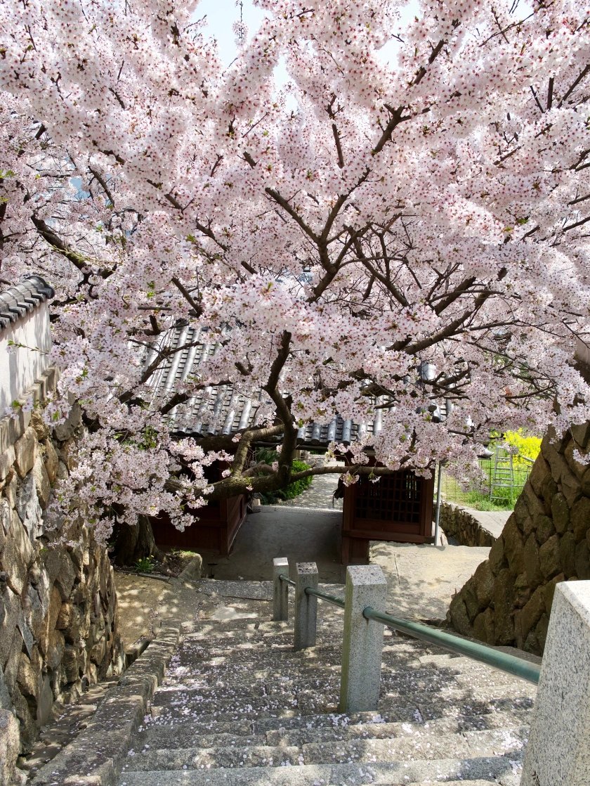 🏯 이오지 절(医王寺) 이미지 9